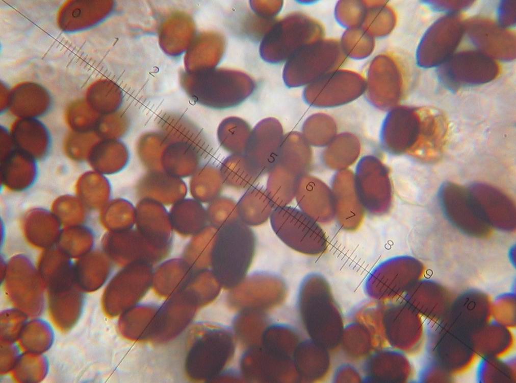 Psathyrella conopilus